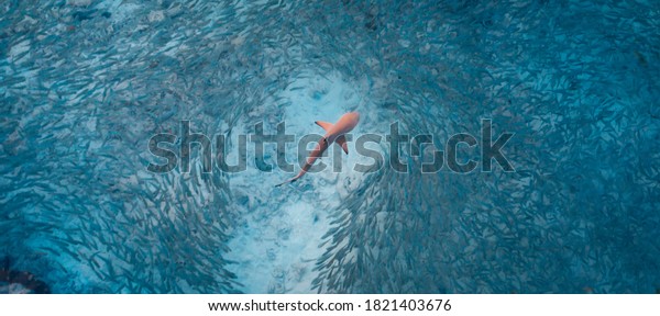 Blacktip Reef Shark hunting in a shoal of fish. Sea\
life ecosystem. Wild baby black tip reef shark from above in\
tropical clear waters school of fish. Turquoise marine aqua\
background wallpaper.\
Asia.