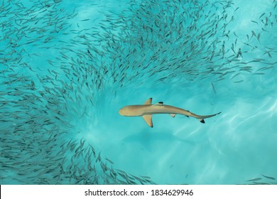 Blacktip Reef Shark in the Maldives