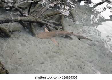 Black-tip reef shark in the mangroves.