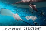 BlackTip Reef Shark Stingrays Longfin Bannerfished on Fishes Tank Maldives