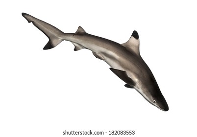 Blacktip reef shark swimming down, Carcharhinus melanopterus, isolated on white