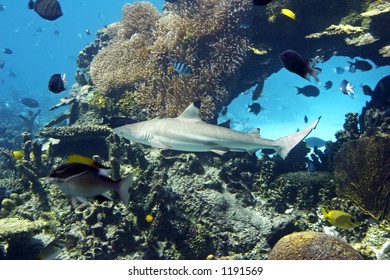 Blacktip Reef Shark swimming over fish filled reef.