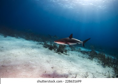 A blacktip reef shark swimming over a sandy ocean bottom