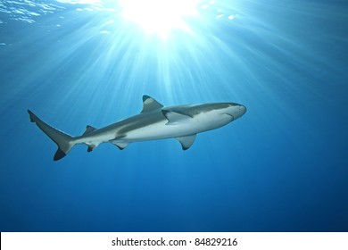 a blacktip reef shark swimming in shallow water with sunbeams and a sunburst on the surface