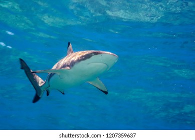 Blacktip reef shark swimming in the  sunshine blue ocean.