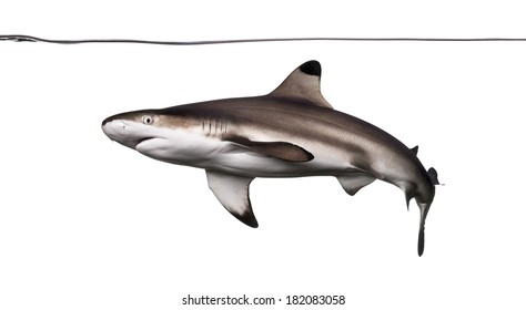 Blacktip reef shark swimming under water line, Carcharhinus melanopterus, isolated on white