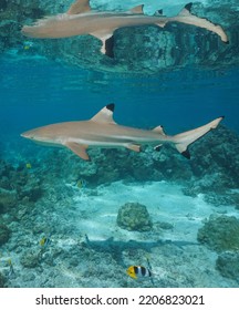 A Blacktip Reef Shark Underwater With Reflection Below Water Surface, South Pacific Ocean, French Polynesia, Natural Scene