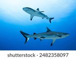 blacktip Reef sharks in Blue water Close up