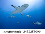 blacktip Reef sharks in Blue water Close up