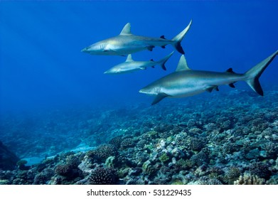 Blacktip reef sharks (Carcharhinus melanopterus,) off Moorea, French Polynesia