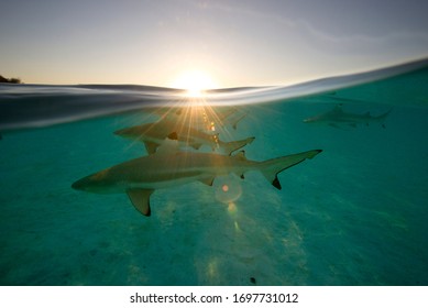 Blacktip Reef Sharks At Sunset