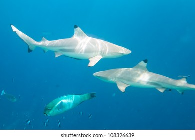 Blacktip reef sharks swimming in the Maldives