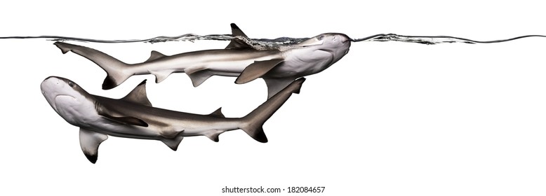 Blacktip reef sharks swimming together at the surface of the water, Carcharhinus melanopterus, isolated on white