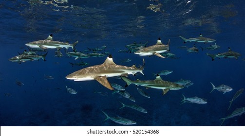 Blacktip Reef Sharks - Tahiti
