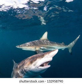 Blacktip Shark