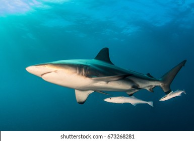 Blacktip Shark