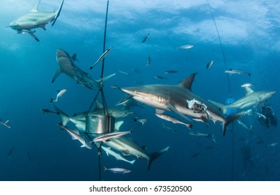 Blacktip Shark