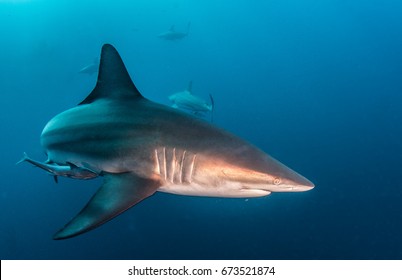 Blacktip Shark