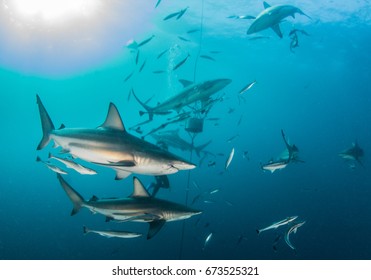 Blacktip Shark