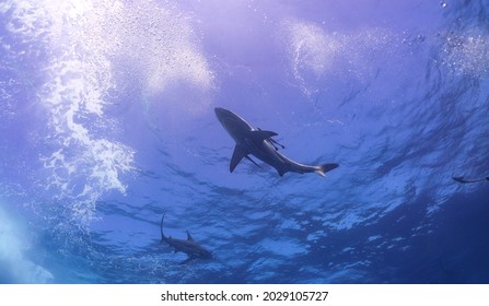 Blacktip Shark - Aliwal Shoal, South Africa