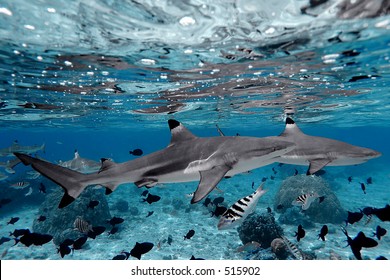 Blacktip Sharks In Moorea, French Polynesia