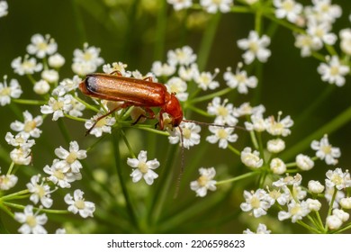 Black-tipped soldier beetle, Rhagonycha fulva, on white flowers.
