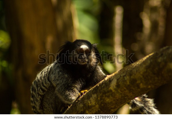 Black-tufted-ear-marmoset (Callithrix\
penicillata) native of a forest of Rio Acima, city of the\
metropolitan region of Belo Horizonte. Its habitat is threatened by\
several mining\
dams.\
