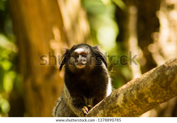 Black-tufted-ear-marmoset (Callithrix\
penicillata) native of a forest of Rio Acima, city of the\
metropolitan region of Belo Horizonte. Its habitat is threatened by\
several mining\
dams.\
