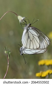 black-veined white (Aporia crataegi) butterfly couple