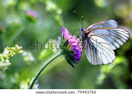 Black-veined White butterfly, Aporia crataegi - perfect macro details