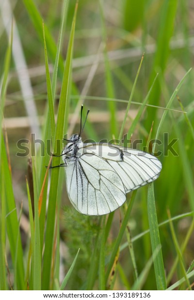 Blackveined White Butterfly Aporia Crataegi Andalusia Stock Photo