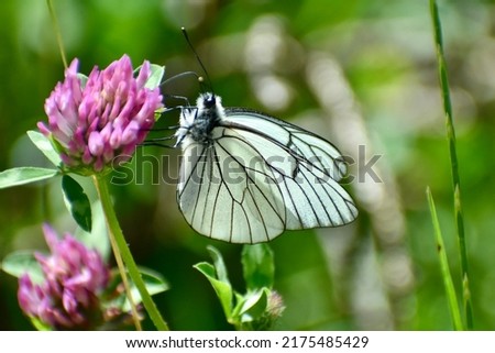 A black-veined white butterfly on the purple flower of clover in the sun light.
