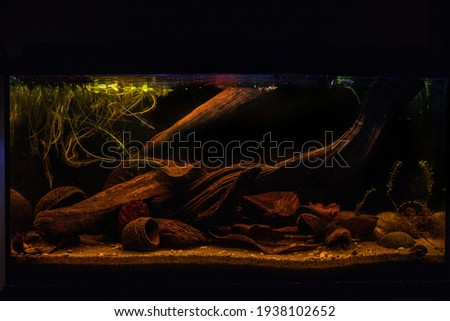 Blackwater aquarium with floating plants and roots. 