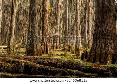 At Blackwater Creek Nature Preserve in Florida, the cypress swamp is illuminated by filtered sunlight, showcasing cypress trunks, fallen trees, and Spanish moss.