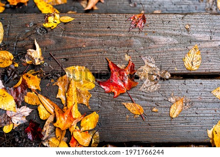 Blackwater Falls State Park in West Virginia during autumn with red leaves foliage maple leaf and yellow on wooden wet steps flat top view looking down