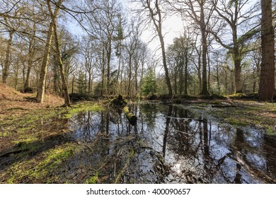 Blackwater With Good Reflection At New Forest National Park, UK