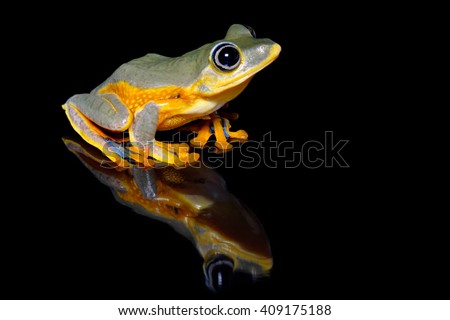 Black-webbed tree frog, Green flying frog, or Reinwardt's tree frog (Rhacophorus reinwardtii) close-up on black background with reflection