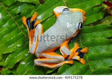 Black-webbed tree frog, Green flying frog, or Reinwardt's tree frog (Rhacophorus reinwardtii) close-up