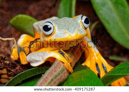 Black-webbed tree frog, Green flying frog, or Reinwardt's tree frog (Rhacophorus reinwardtii) close-up