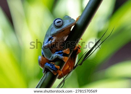 Black-webbed tree frog on a bamboo tree