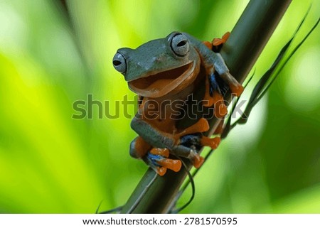 Black-webbed tree frog on a bamboo tree
