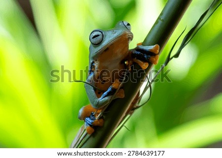 Black-webbed tree frog on a bamboo tree