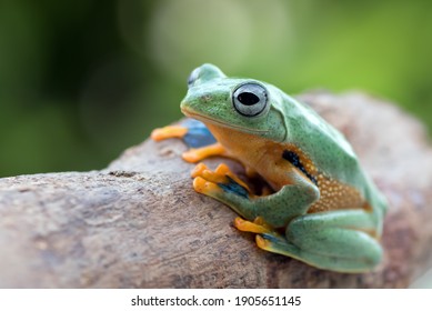 black-webbed tree frog on a tree branch