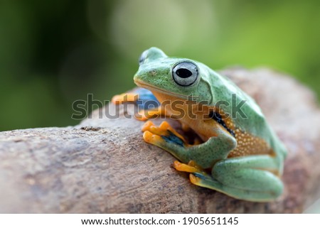 black-webbed tree frog on a tree branch