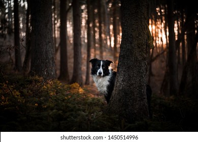 Black-white border collie curiously peeping from behind a tree trunk in sunset forest.