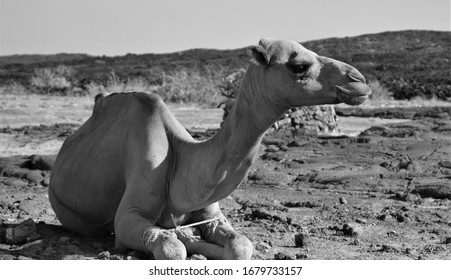 Black&White Camel, Erta Ale, Ethiopia