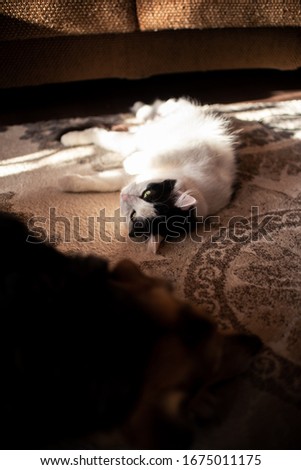 Black-white cat lies on a carpet in the sunlight