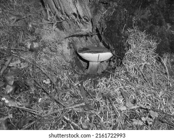 Blackwhite image - Forest nature scene with brown bay bolete growing under rotten spruce stump.