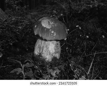 Blackwhite image - Shiny brown fungus,very delicious,growing at night in mossy environment | Porcino bolete with bitten cap among dark undergrowth