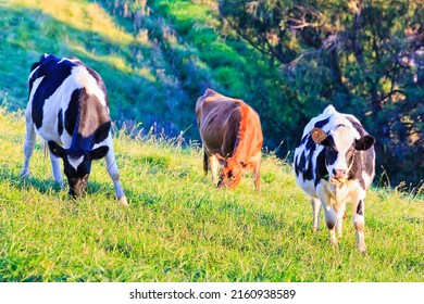 Black-white milky cows on dairy agriculture farm in Bega valley of Australia - cultivated landscape.